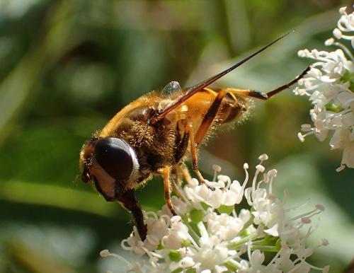 Eristalis horticola